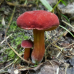 Мицелий Моховика красного / Боровик красный (Xerocomus rubellus)